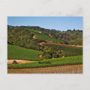 Search for napa valley postcards Vineyard