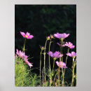 Search for sun flower posters Pink