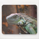 Search for lizard mousepads Iguana