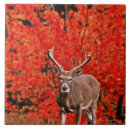Search for common name Wildlife