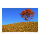Search for cloudless Yellow