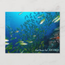 Search for sea fish postcards Ocean