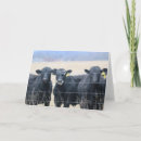 Search for bovines cards Cows