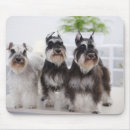 Search for miniature schnauzer mousepads Animal
