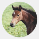 Search for arabian horse stickers Pony