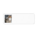 Search for kitten postage Kittens