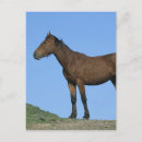 Search for mustang wild horses postcards Bob langrish