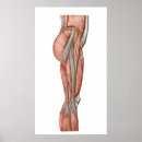 Search for ligaments posters Posterior