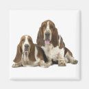 Search for basset magnets Cute