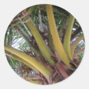 Search for coconut palm stickers Tree