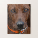 Search for coonhound puzzles Dog