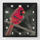Search for cardinal clocks Wildlife