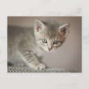 Search for tiny small postcards Kitten