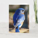 Search for blue bird easter cards Nature