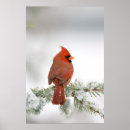 Search for cardinalis posters Fauna
