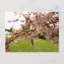 Search for spring blossoms postcards Trees