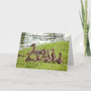 Search for baby ducklings postcards Lake