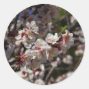 Search for cherry blossom stickers Flower