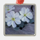 Search for petal christmas tree decorations Blossom