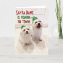 Search for bichon christmas cards Maltese