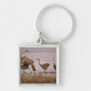 Search for sandhill accessories Animal