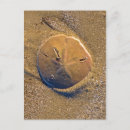 Search for head in sand postcards South carolina