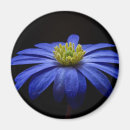 Search for gerberas magnets Daisy