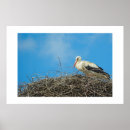 Search for stork posters Animal
