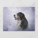 Search for mountain dog postcards Colourful