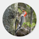 Search for belly round magnets Bird