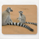 Search for ring tailed electronics Endangered