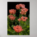 Search for papaver posters Pink