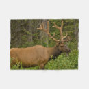 Search for alberta blankets Banff national park