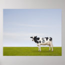 Search for dairy cow posters Outdoors