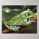 Search for leptopelis Treefrog