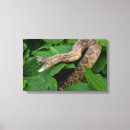 Search for fangs art Snake