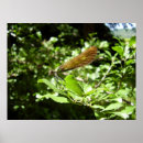 Search for dragonfly flying posters Insect