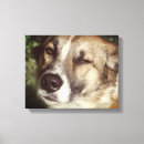 Search for adopt photography Dog