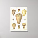 Search for seashell art Crackle