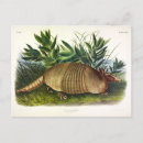 Search for armadillos postcards Illustration