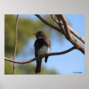 Search for flycatcher posters Birds