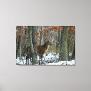 Search for whitetail canvas prints Deer