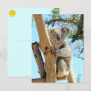 Search for koala photography Zoo animals