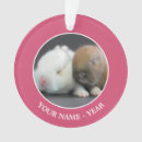 Search for dwarf photography Domestic animals