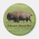 Search for buffaloes magnets Yellowstone