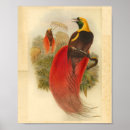Search for bird of paradise art posters Red