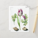 Search for two tulips postcards Bloom