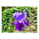 Search for purple iris art posters Nature
