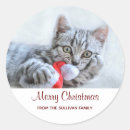 Search for grey tabby cat stickers Kitty