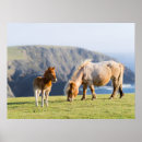 Search for shetland islands posters Horse